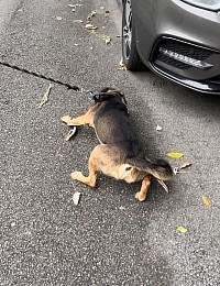 Lead pulling during dog walk.